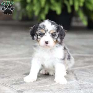 Meadow, Cavapoo Puppy